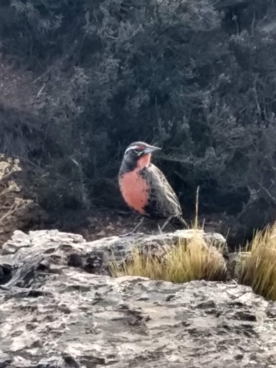 Long-tailed Meadowlark - ML616443890