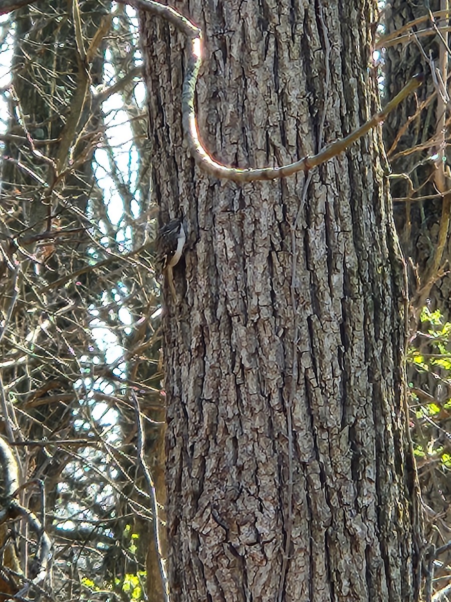 Brown Creeper - ML616443895