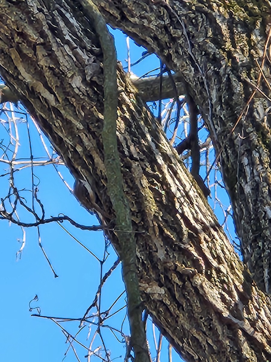 Brown Creeper - Carrie Rasik