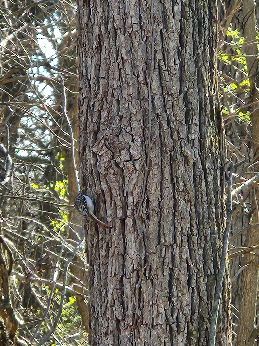 Brown Creeper - ML616443897