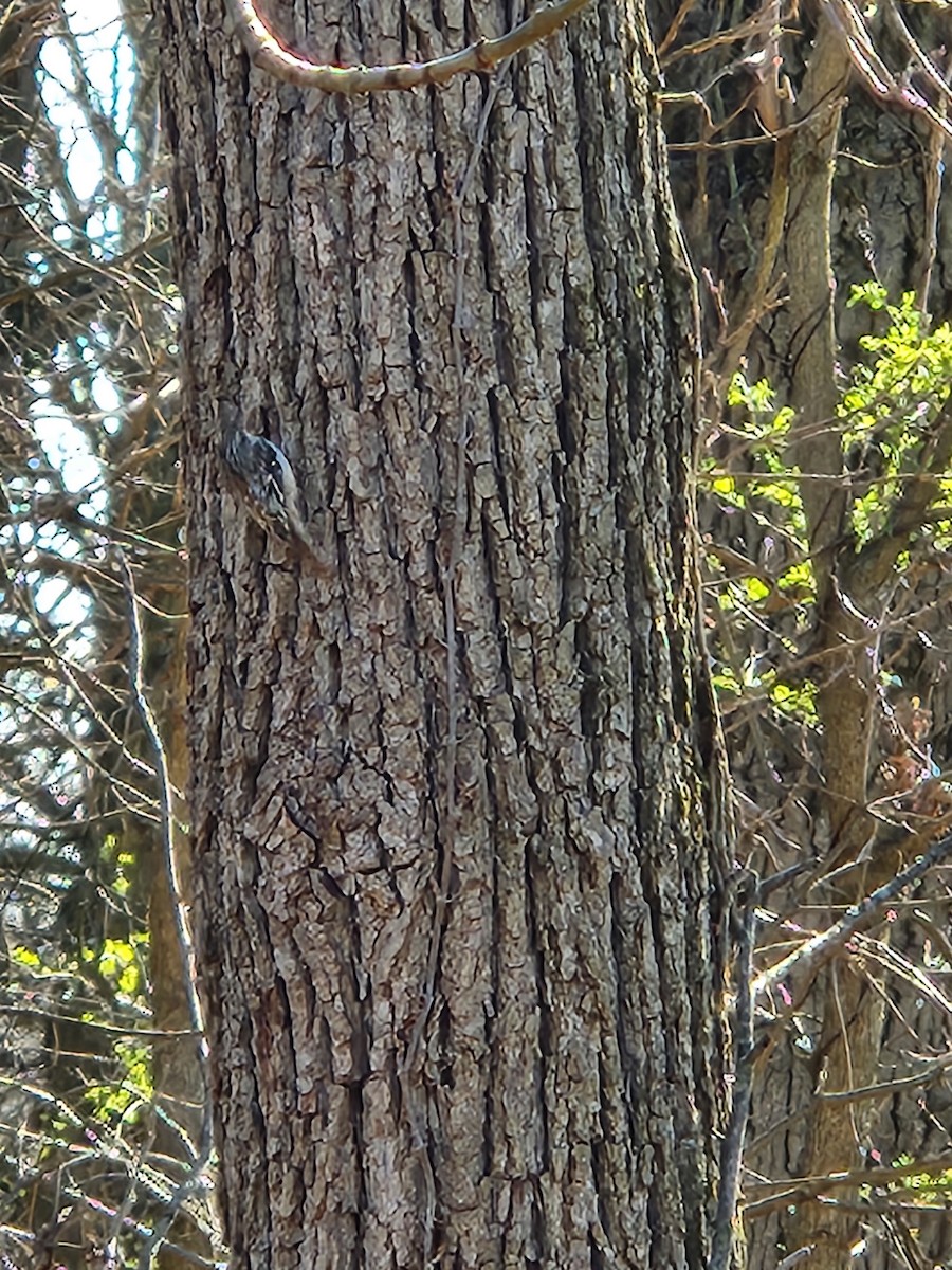 Brown Creeper - ML616443898