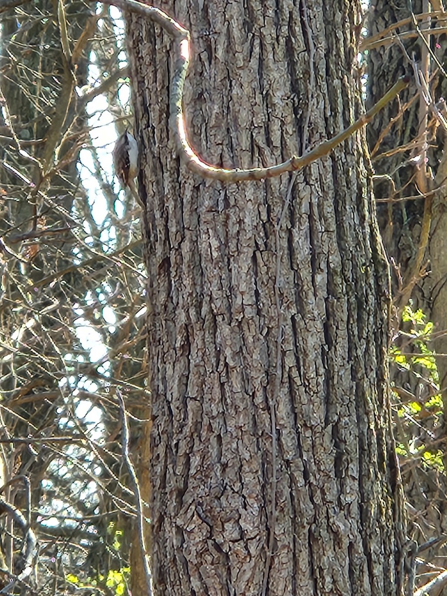 Brown Creeper - ML616443899