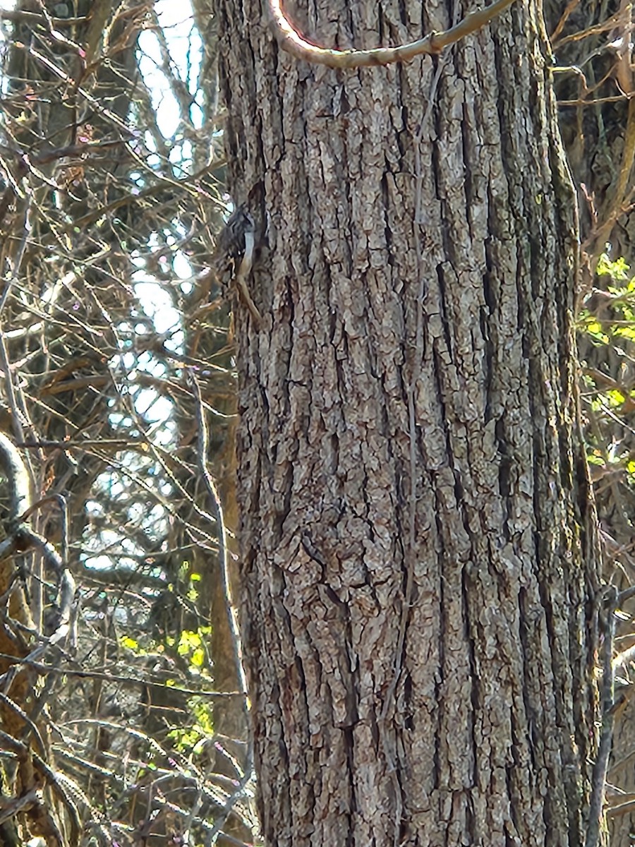 Brown Creeper - ML616443900