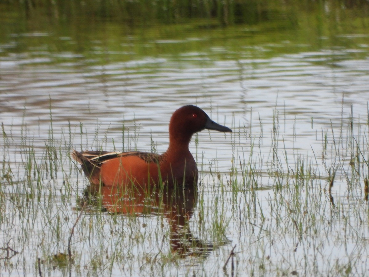 Cinnamon Teal - Lynne Craft