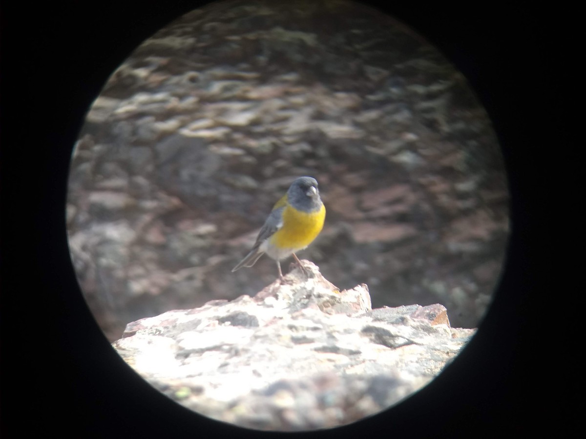 Gray-hooded Sierra Finch - ML616443911