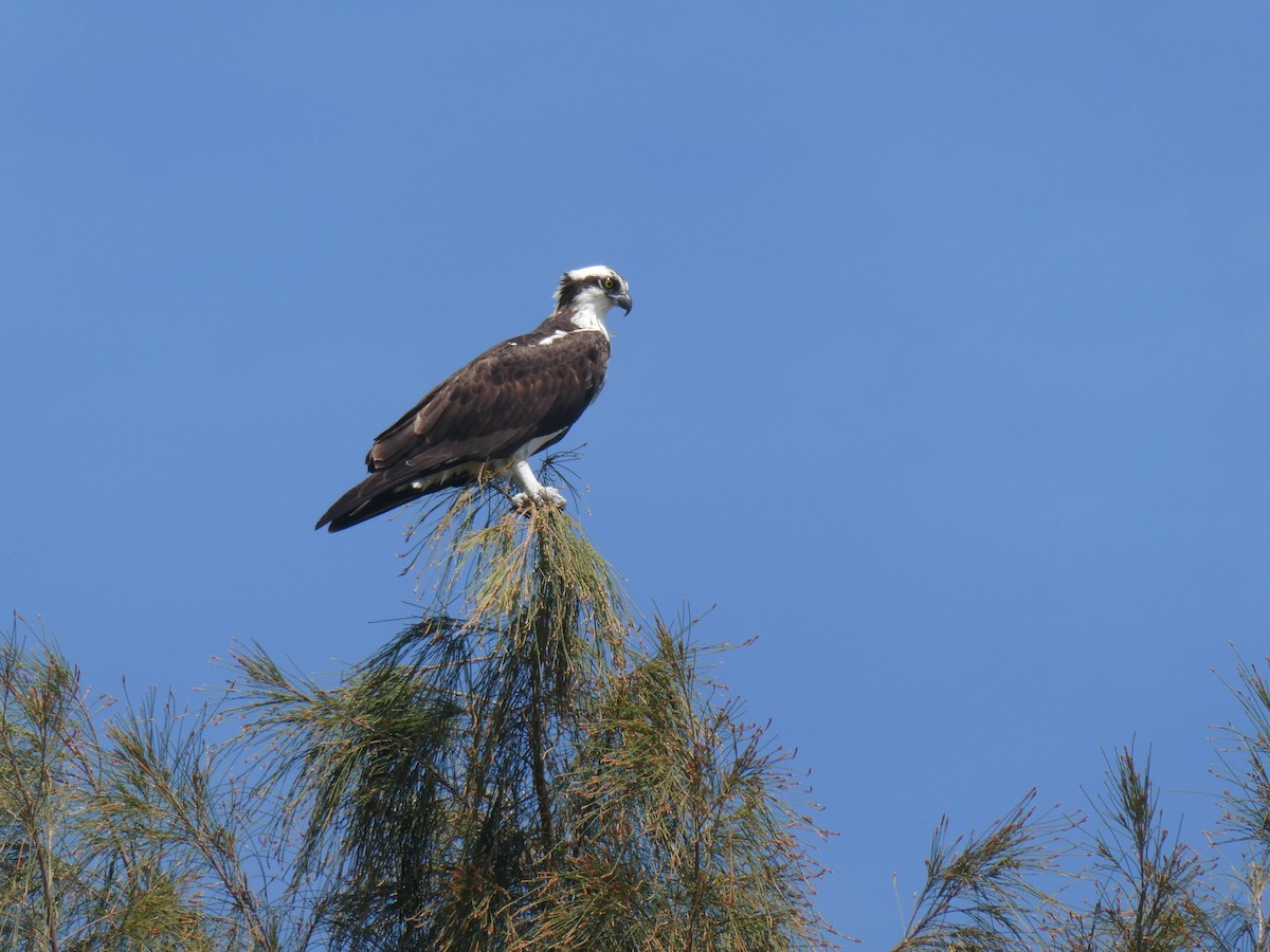 Águila Pescadora - ML616443915