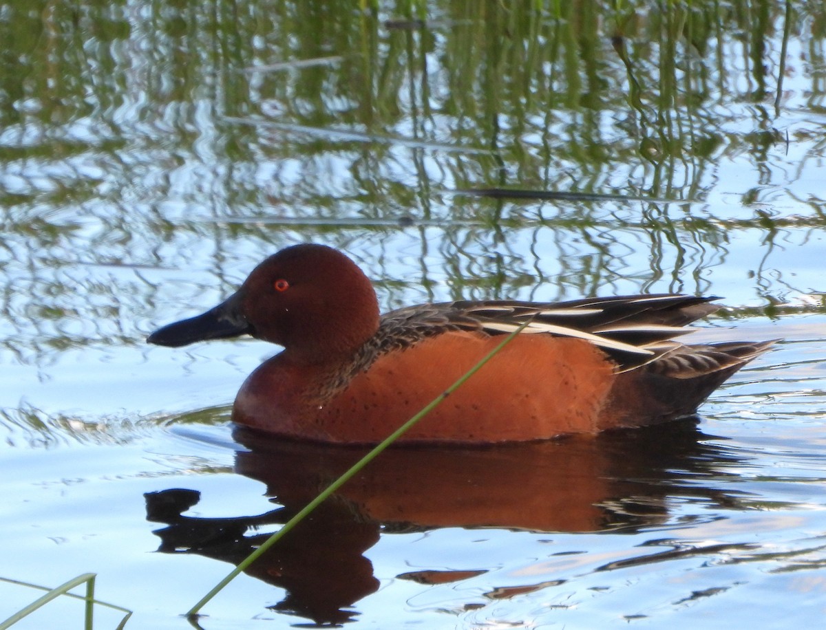 Cinnamon Teal - Lynne Craft