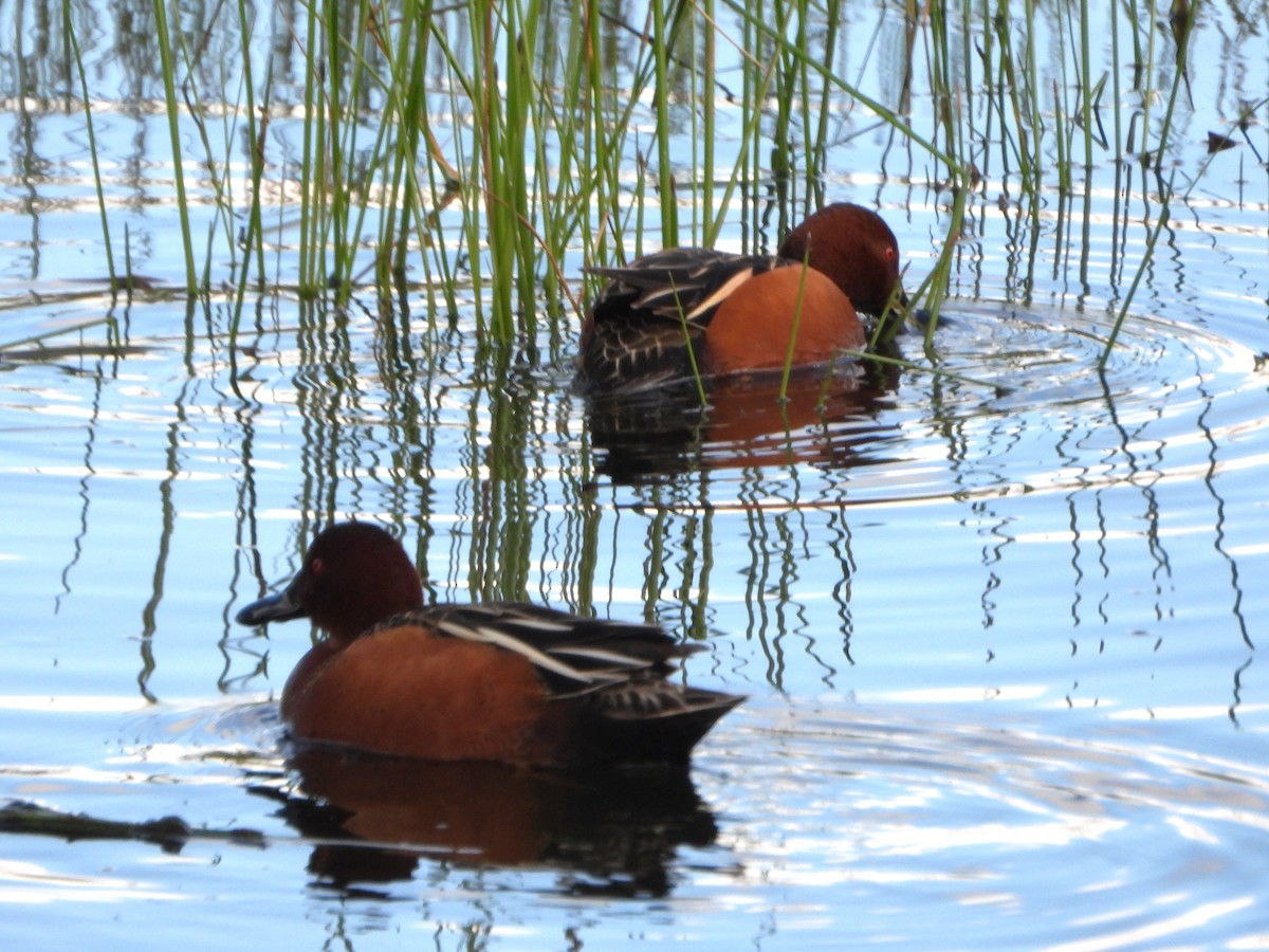 Cinnamon Teal - ML616443942