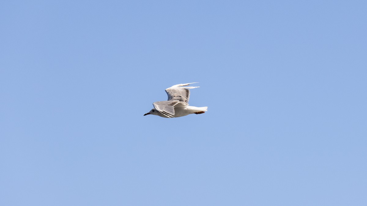 Патагонская чайка - ML616443974