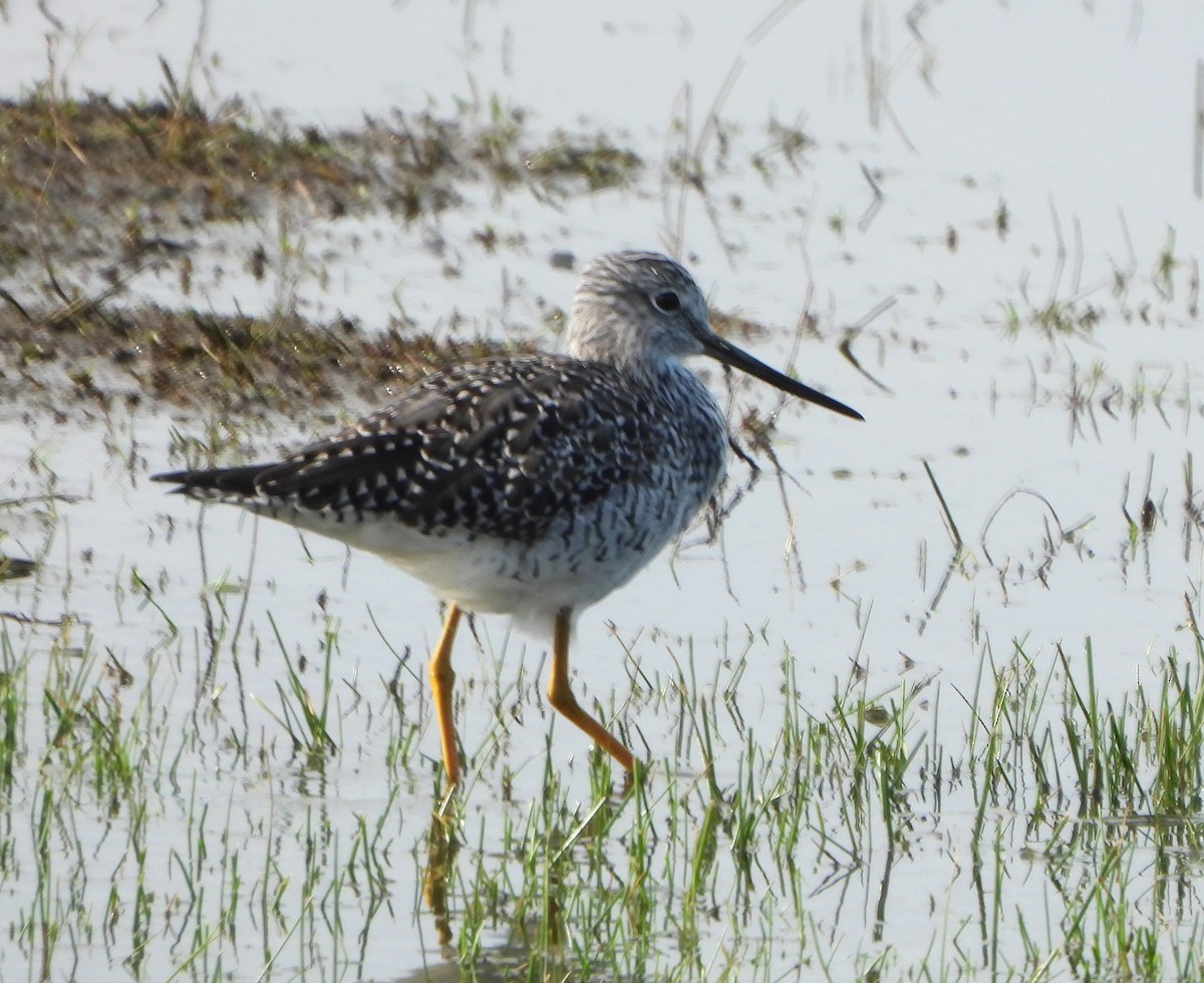 Greater Yellowlegs - Lynne Craft