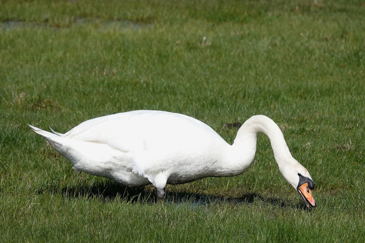 Mute Swan - Roly Pitts