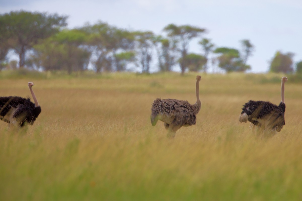 Common Ostrich - ML616444037