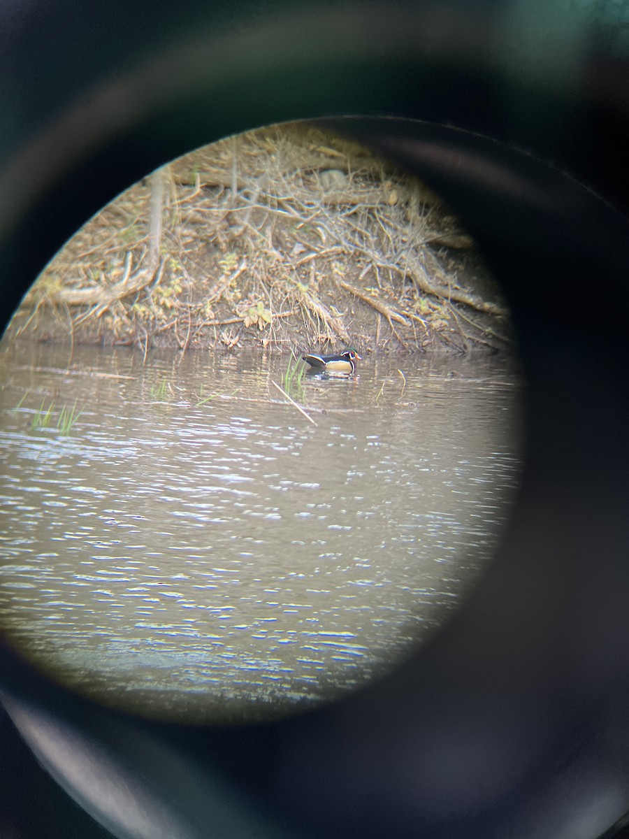 Wood Duck - ML616444089