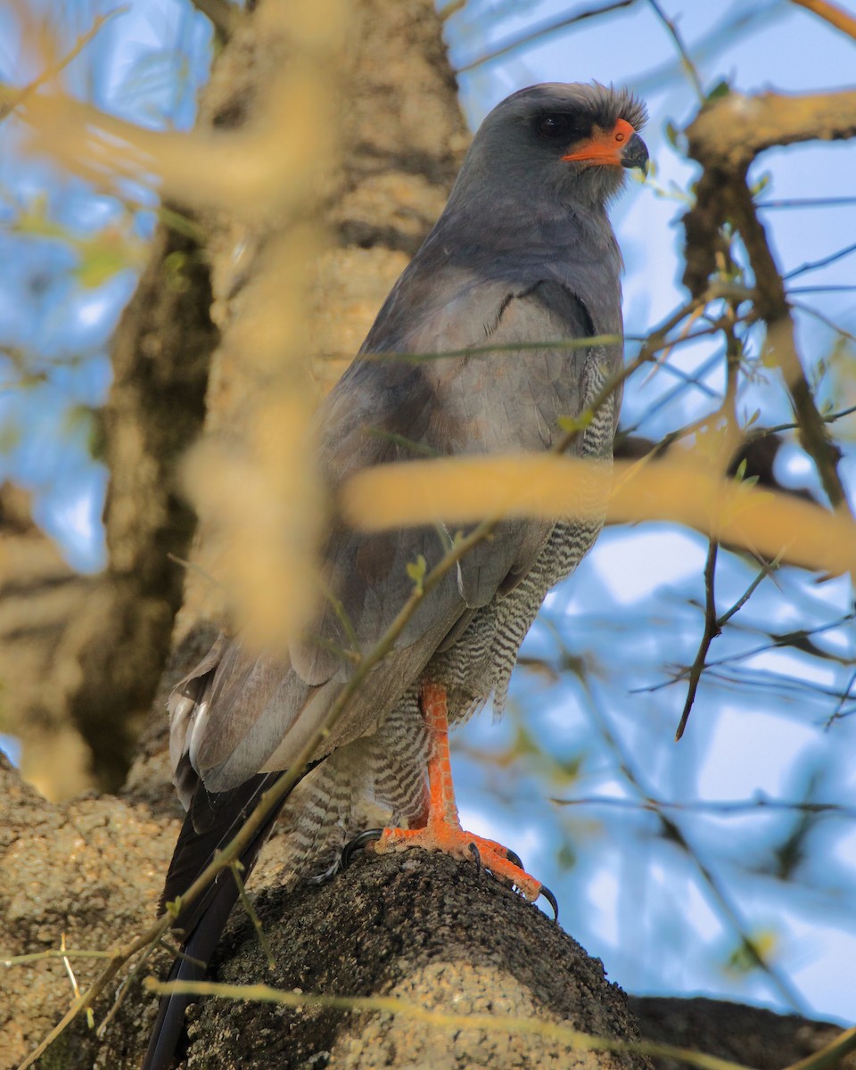 Dark Chanting-Goshawk - ML616444105