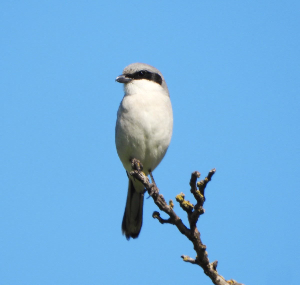 Loggerhead Shrike - Lynne Craft