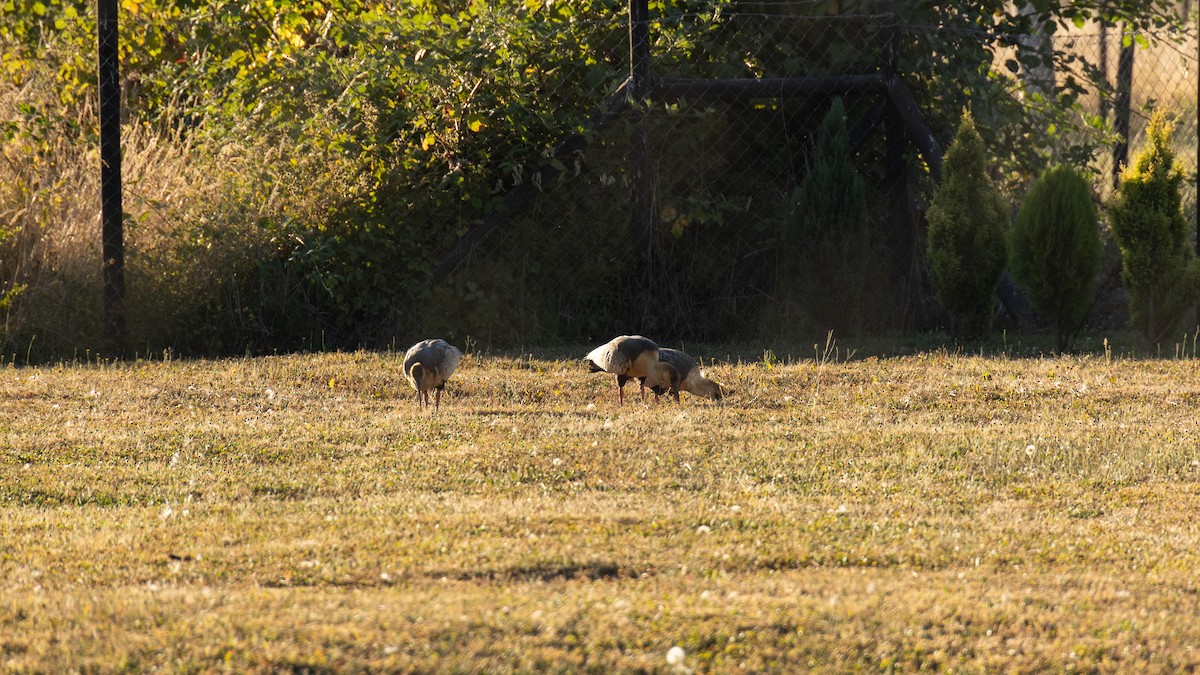 Black-faced Ibis - ML616444125