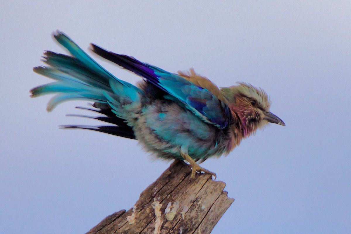Lilac-breasted Roller - ML616444131
