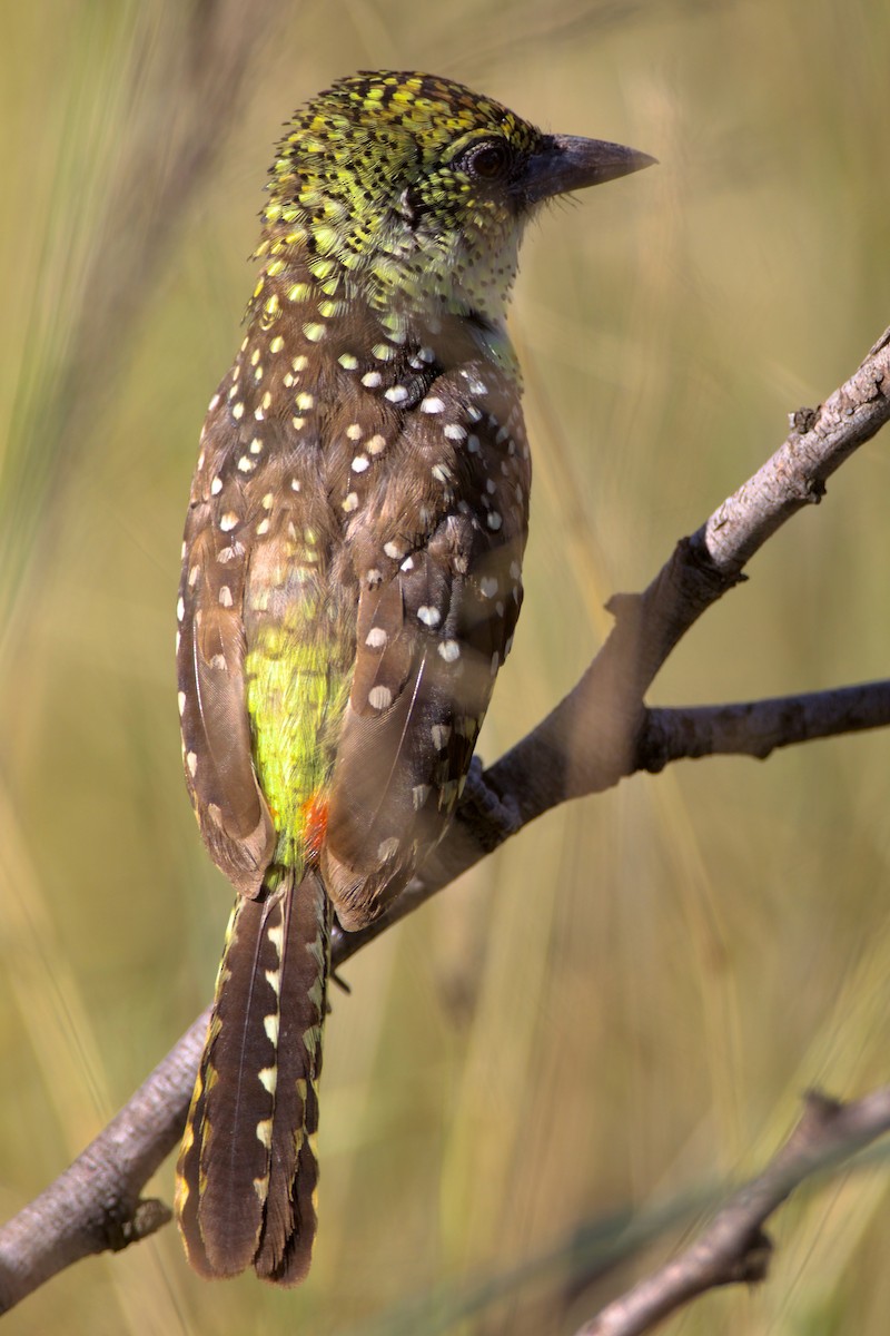 D'Arnaud's Barbet (Usambiro) - Gordon Sick