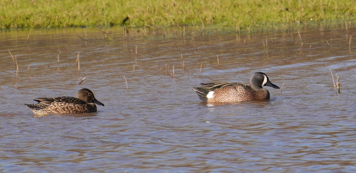 Blue-winged Teal - ML616444165