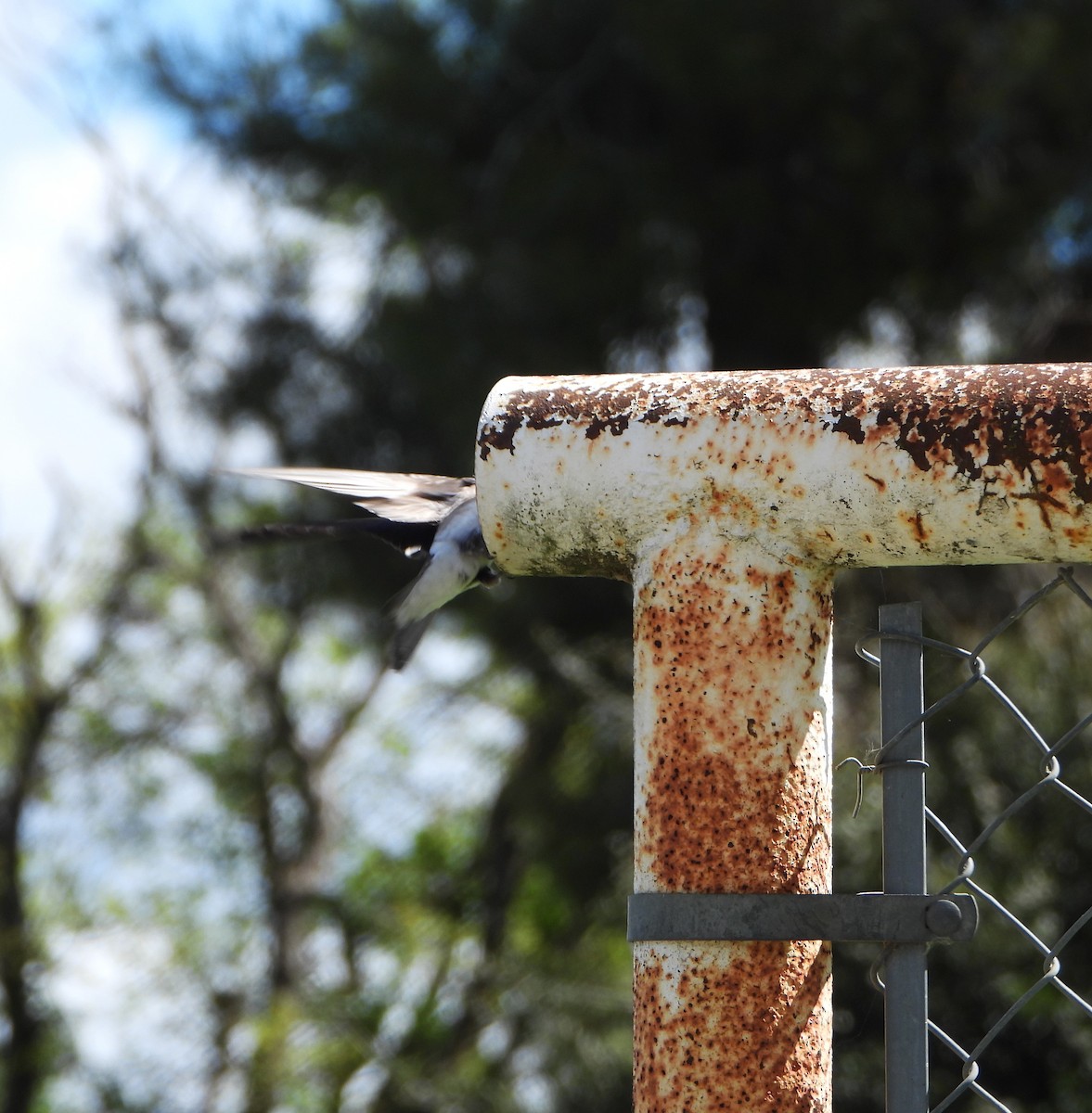 Tree Swallow - ML616444167