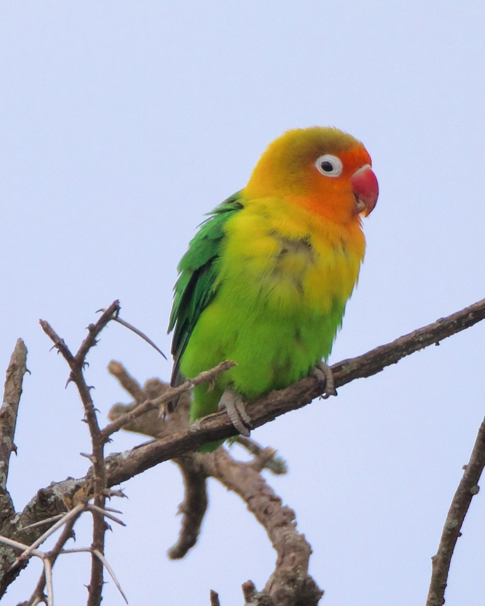 Fischer's Lovebird - ML616444171