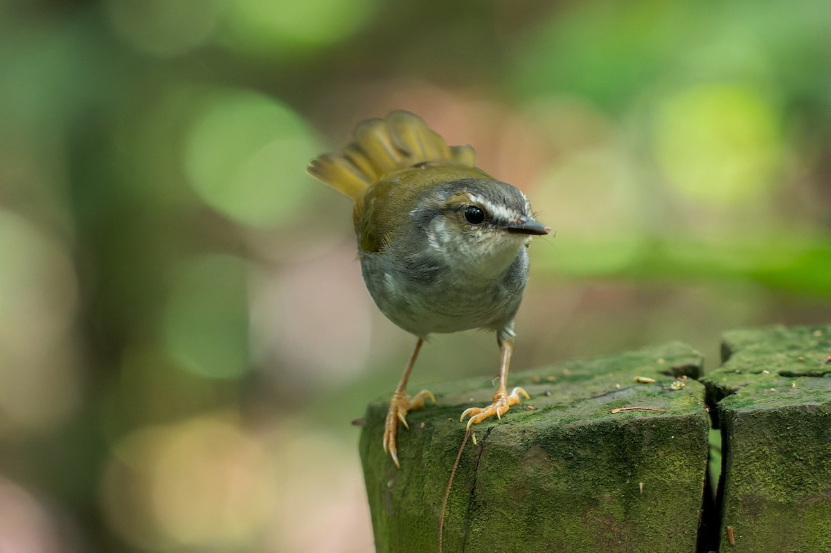 White-striped Warbler - ML616444180