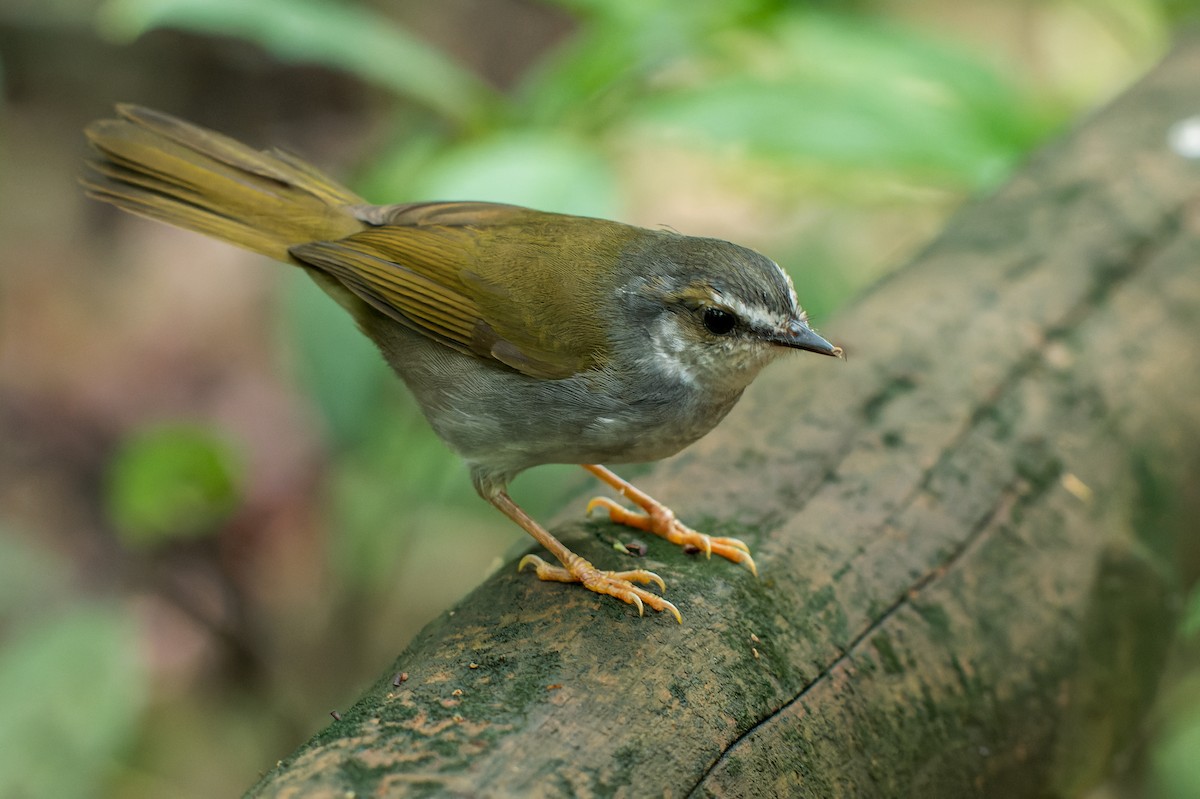 White-striped Warbler - ML616444183