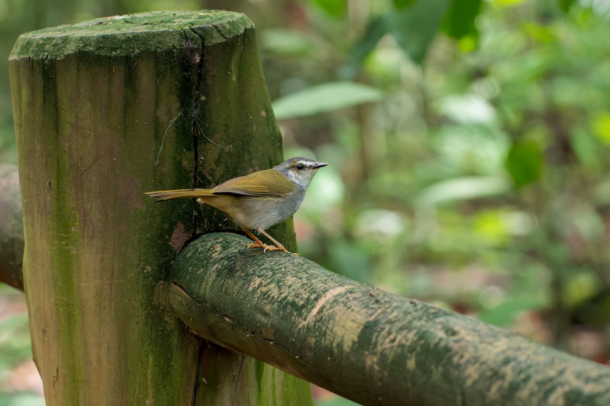 White-striped Warbler - ML616444189