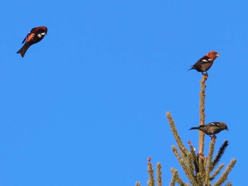 White-winged Crossbill - ML616444192