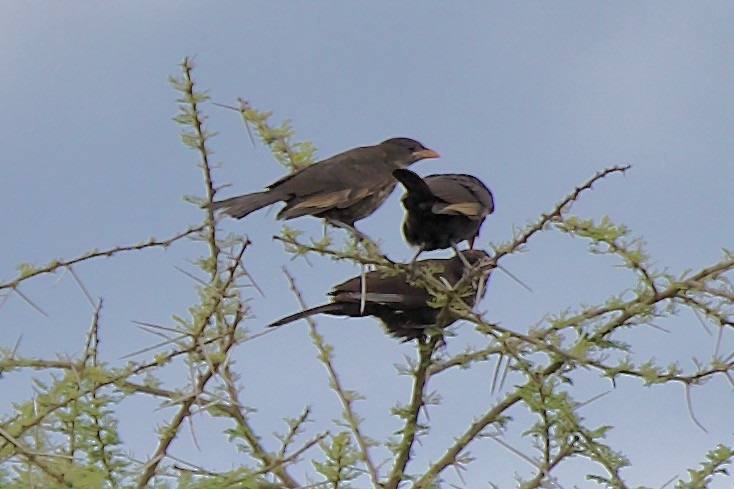 Red-billed Buffalo-Weaver - ML616444230