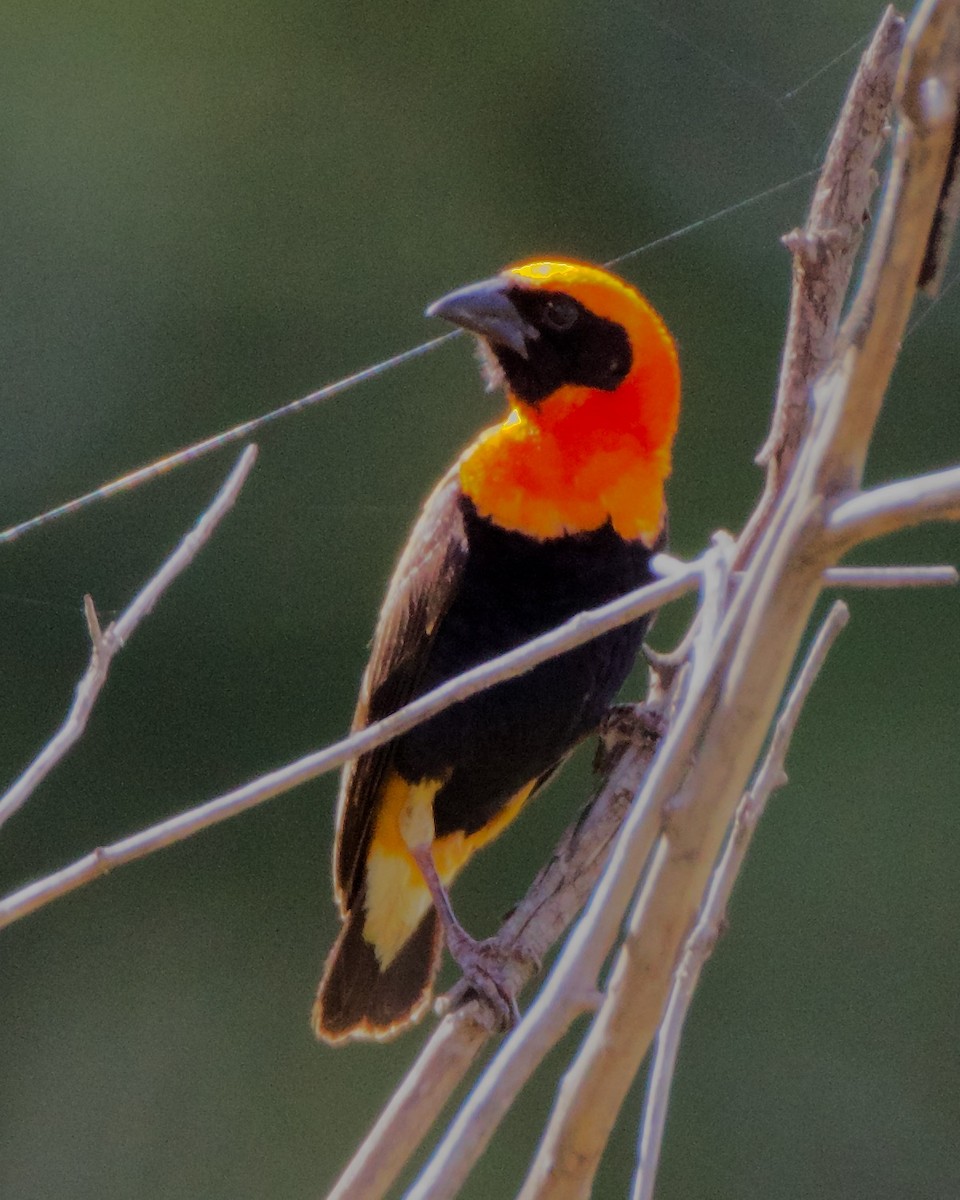 Southern Red Bishop - ML616444248