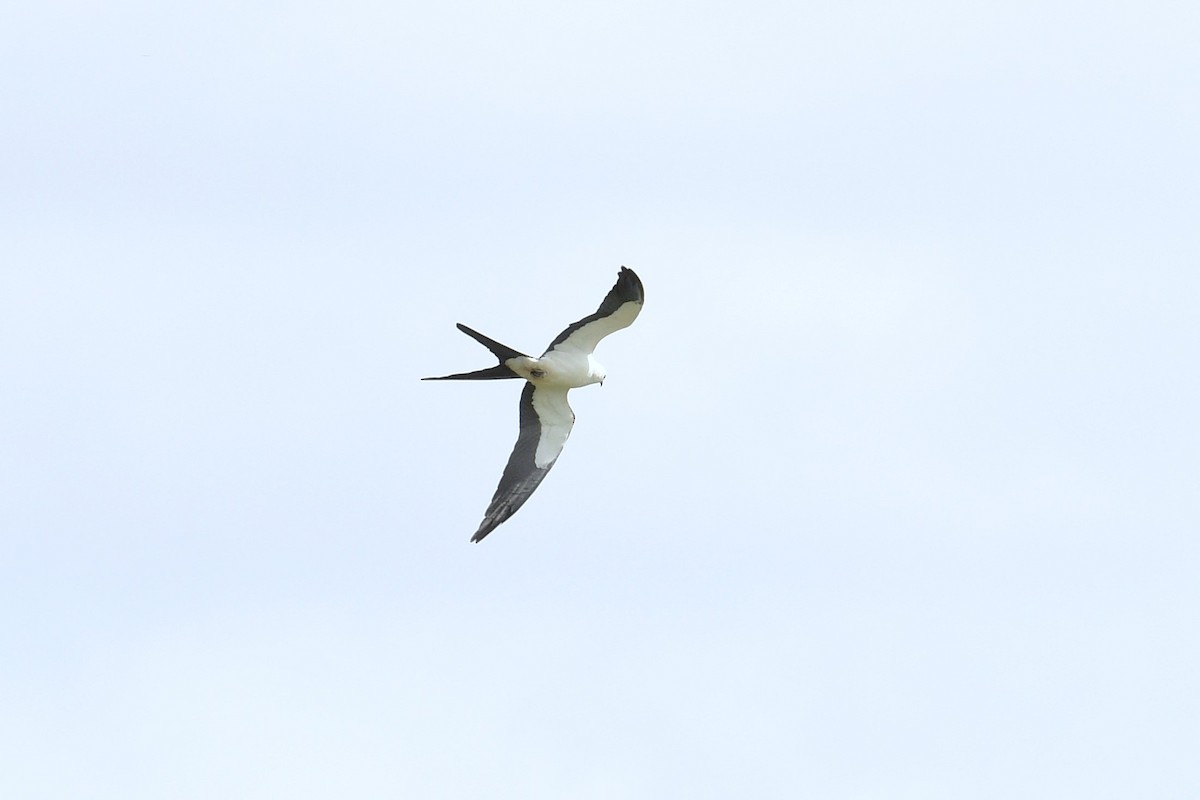 Swallow-tailed Kite - ML616444272