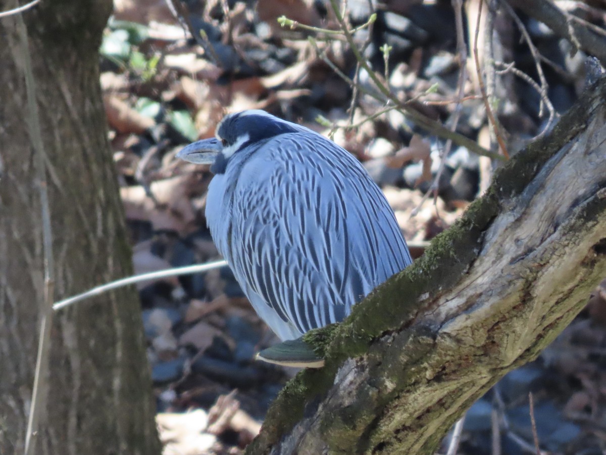 Yellow-crowned Night Heron (Yellow-crowned) - ML616444282