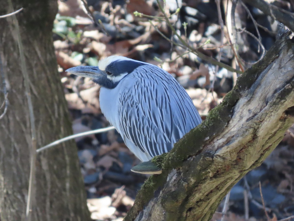 Yellow-crowned Night Heron (Yellow-crowned) - ML616444286