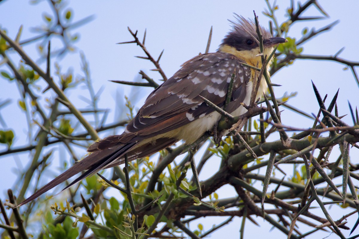 Great Spotted Cuckoo - ML616444305