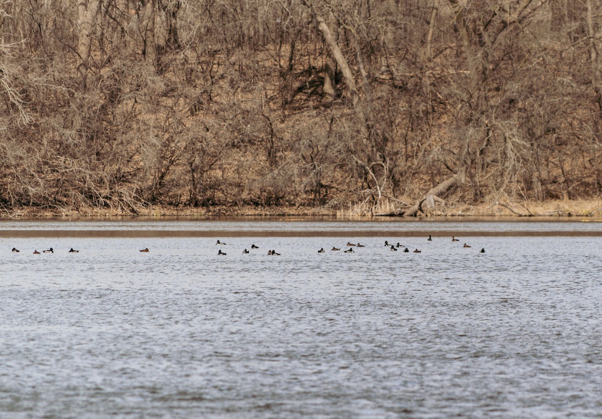 Ring-necked Duck - ML616444312