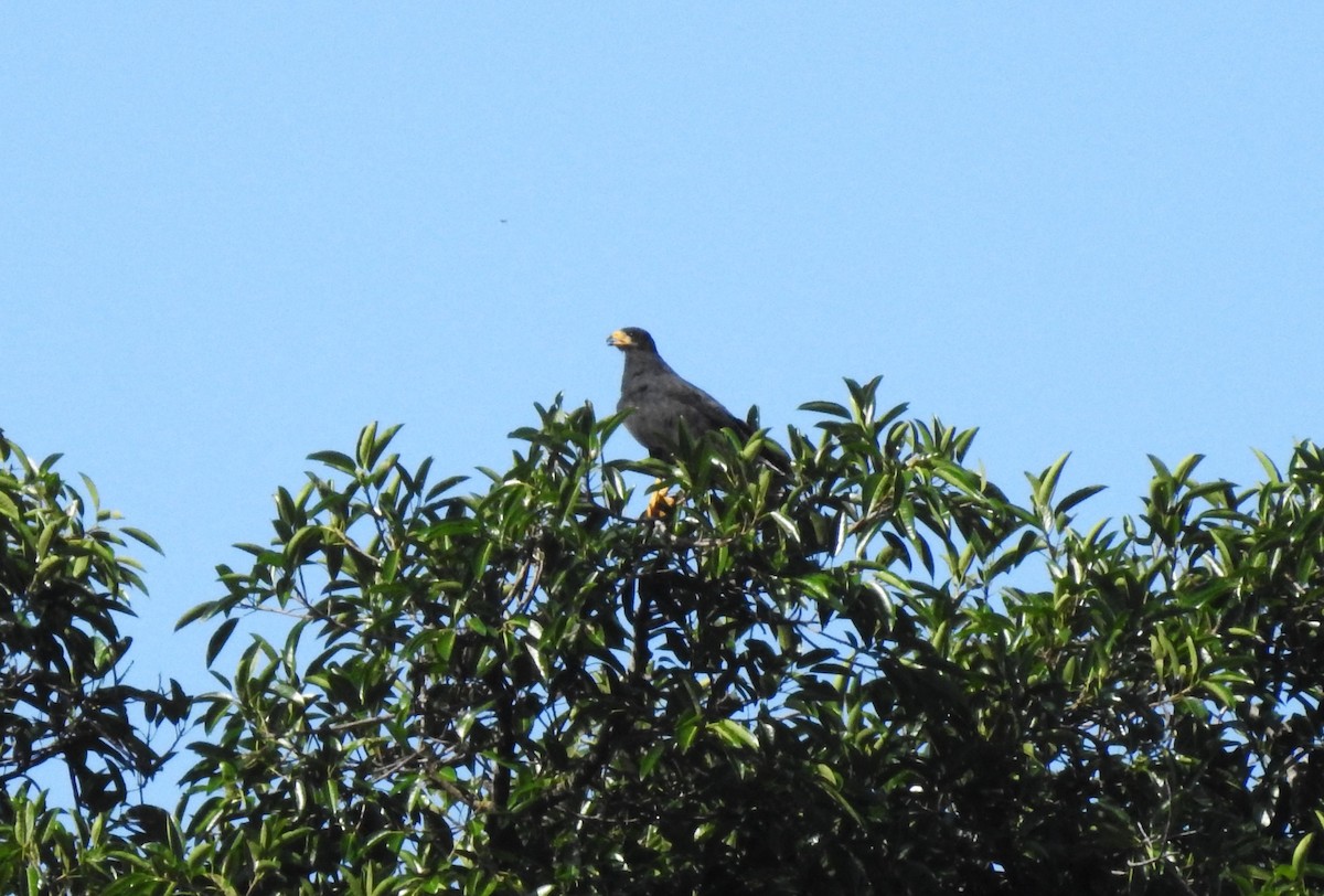 Common Black Hawk - Sylvia Heredia