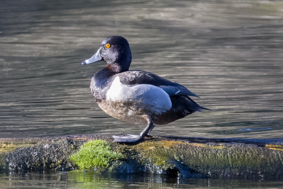 Ring-necked Duck - ML616444349