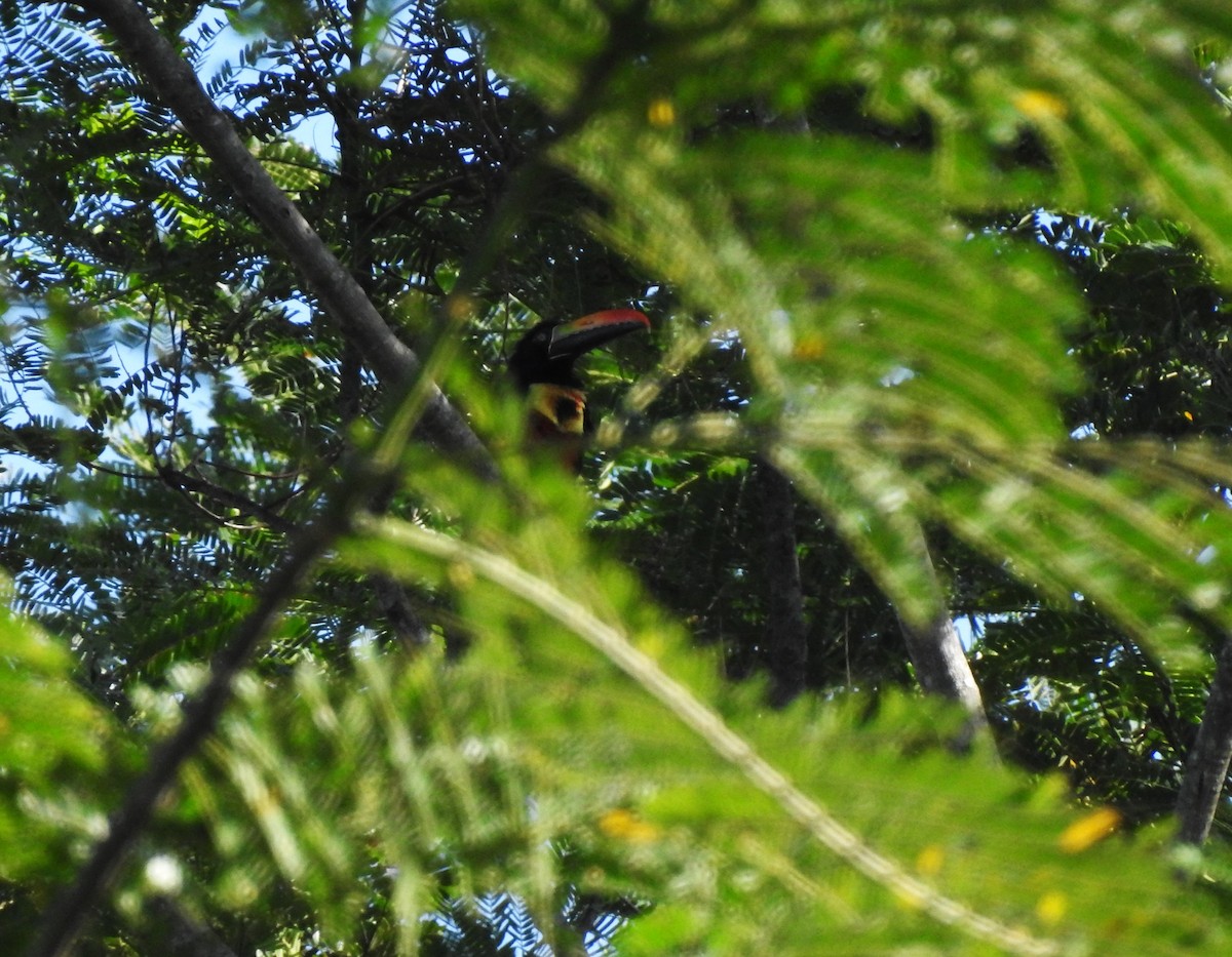 Fiery-billed Aracari - ML616444355