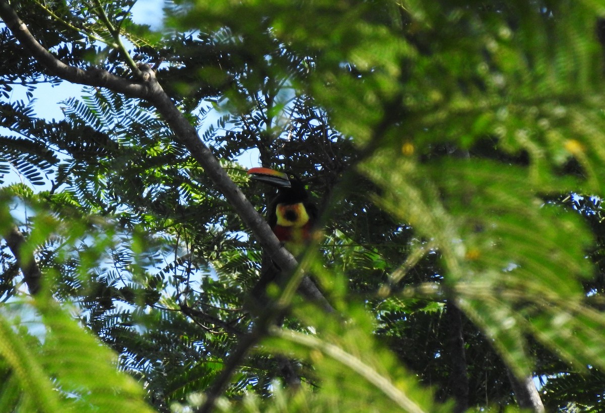 Fiery-billed Aracari - Sylvia Heredia