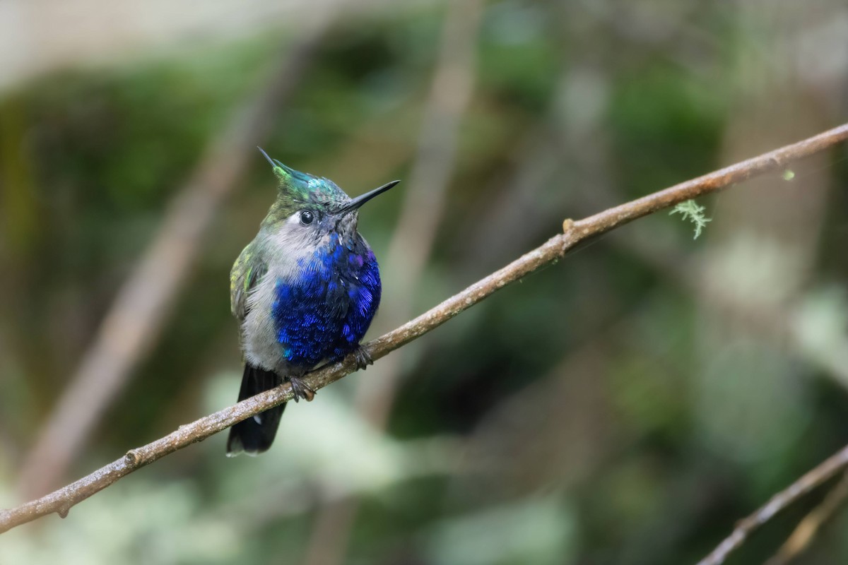 Colibri de Delalande - ML616444367