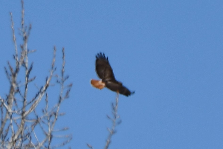 Red-tailed Hawk - ML616444378