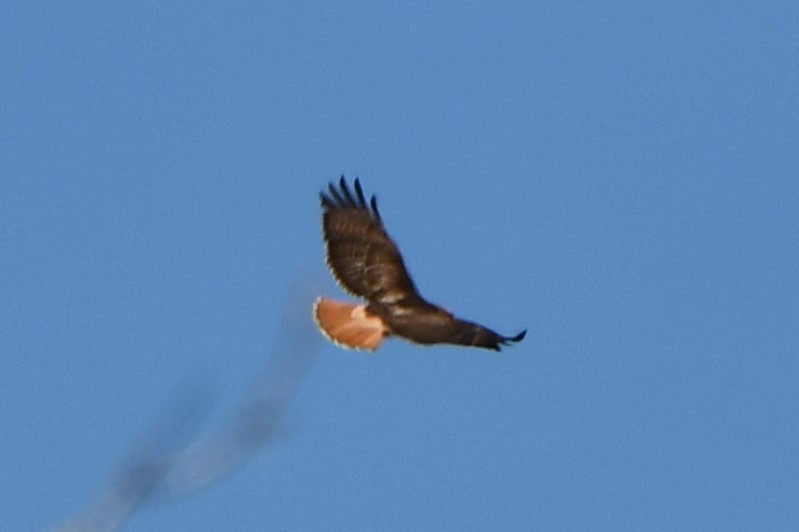 Red-tailed Hawk - ML616444380