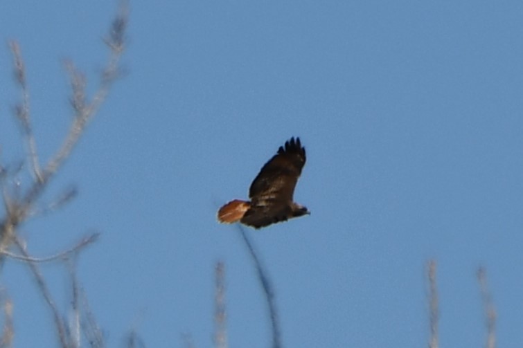 Red-tailed Hawk - ML616444382