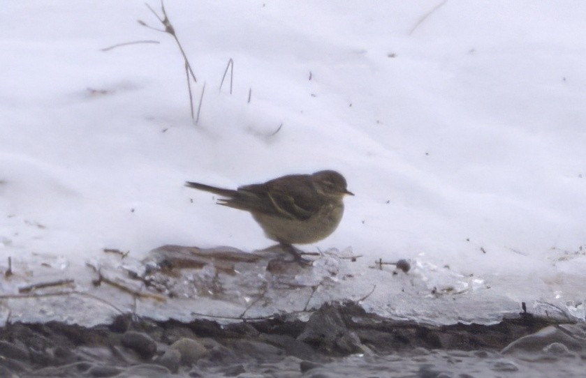 American Pipit - ML616444406