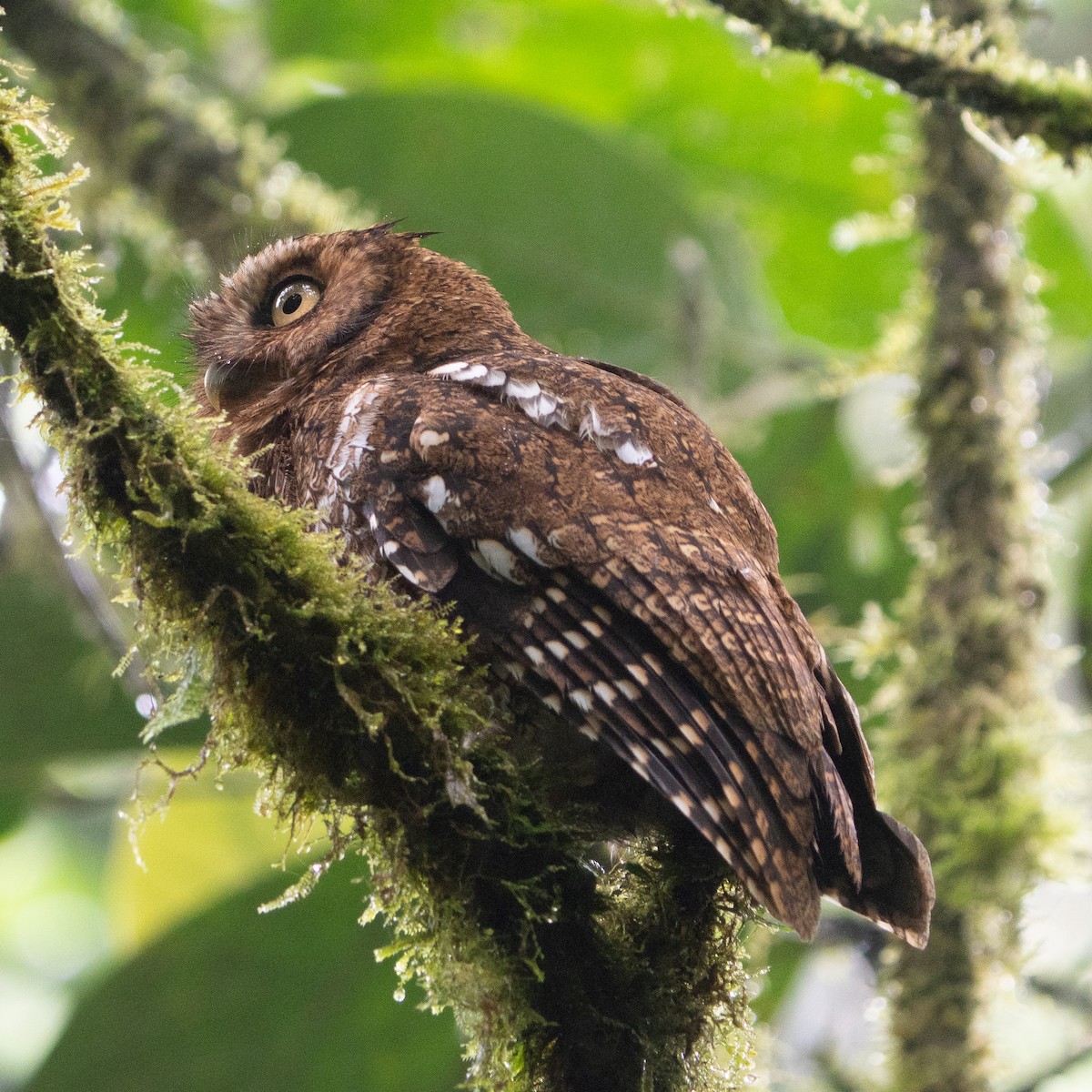 Bare-shanked Screech-Owl - ML616444411