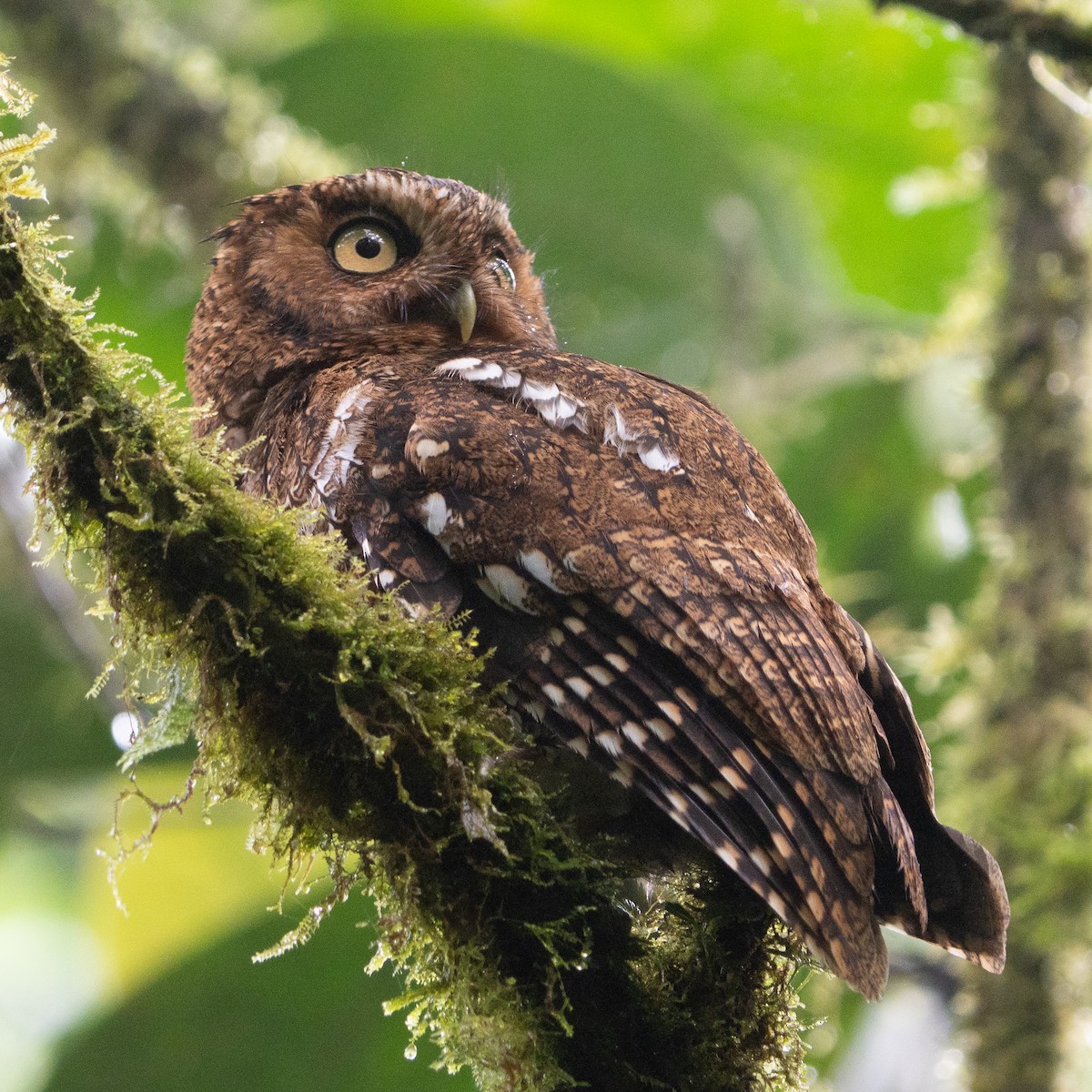 Bare-shanked Screech-Owl - ML616444412