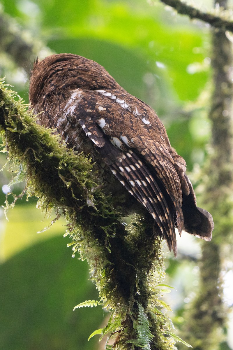 Bare-shanked Screech-Owl - ML616444414
