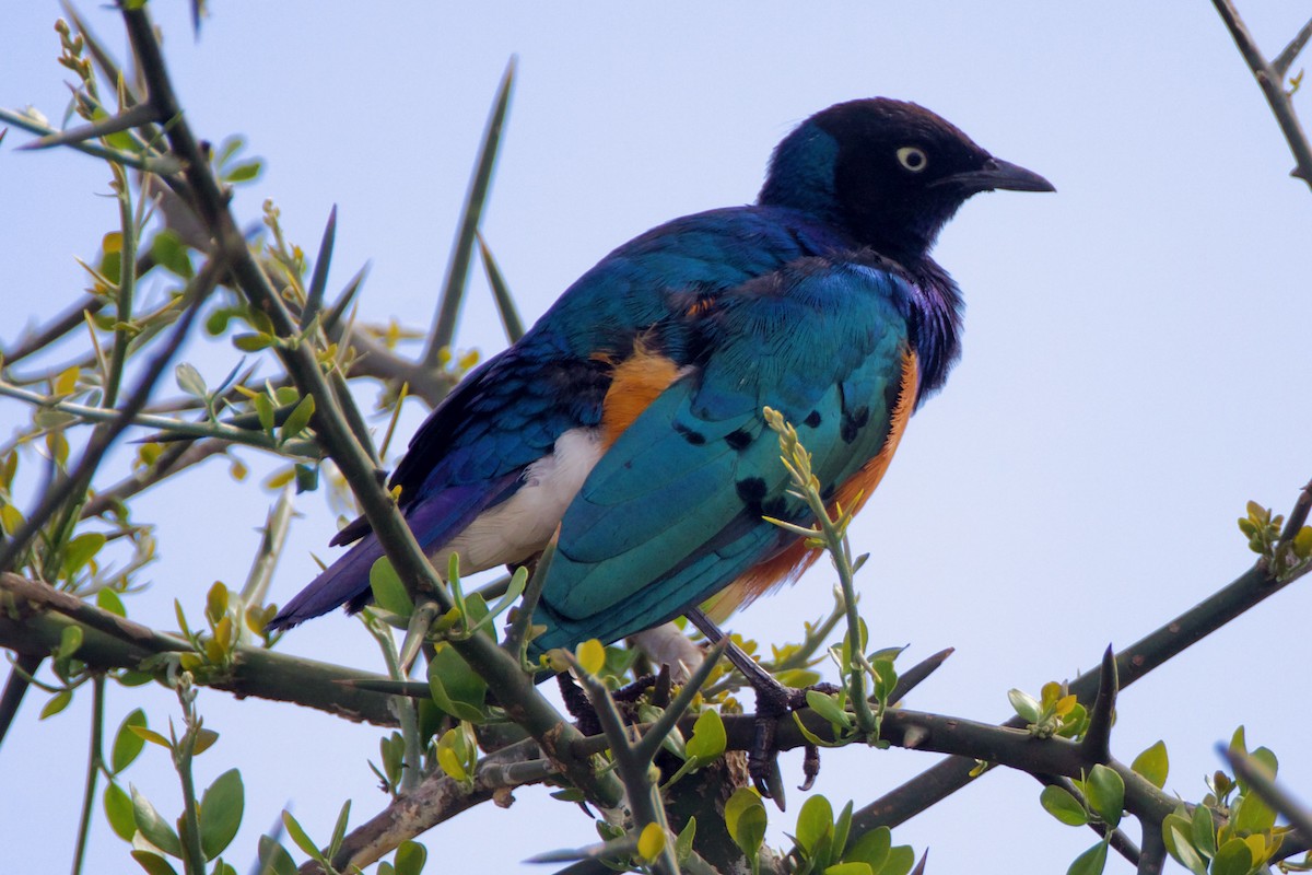 Superb Starling - ML616444422