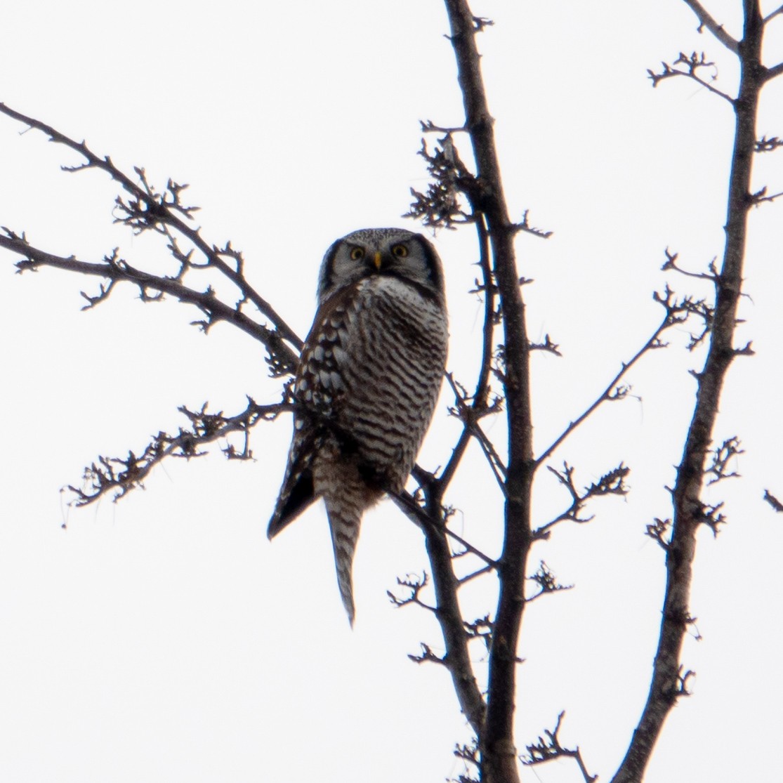 Northern Hawk Owl - ML616444488